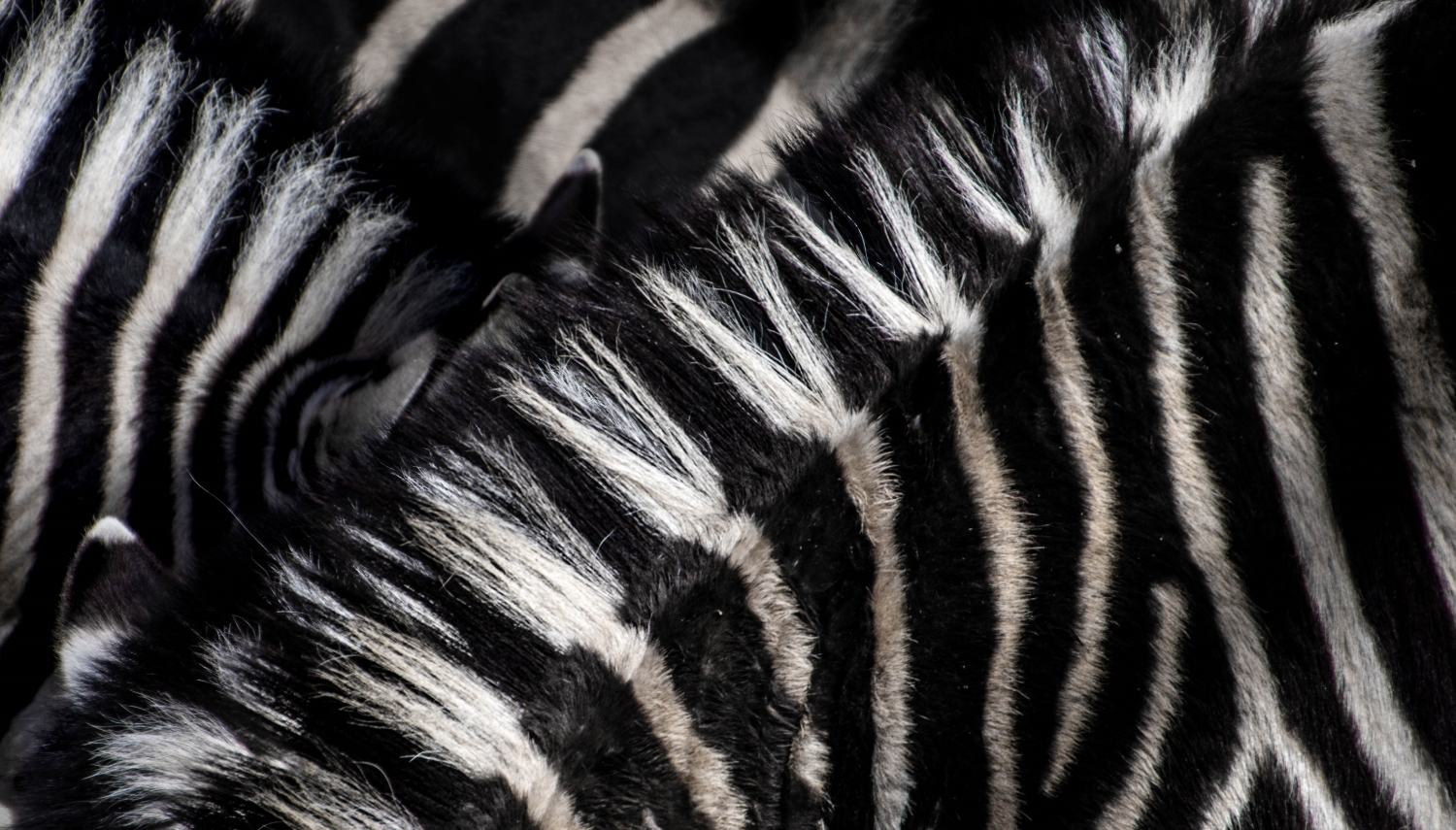 Imatge descriptiva de l'exposició 'Primera mirada. '